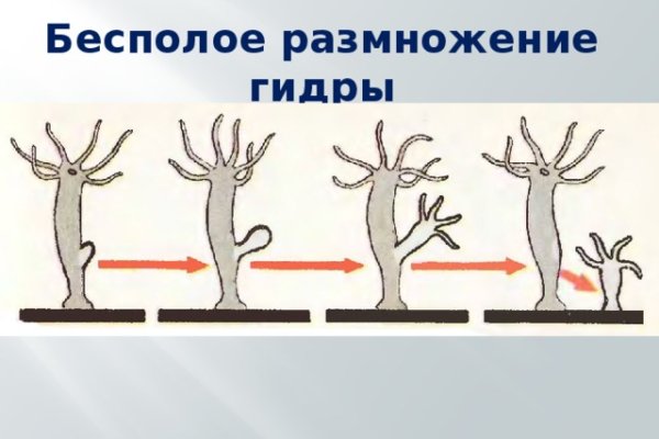 Кракен актуальное зеркало